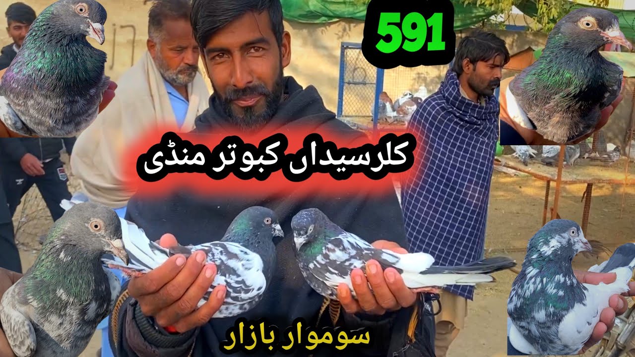 591 | Monday Kabootar Mandi Kallar Syedan | Today 1/12/2025 | Latest Update High Flyer Pigeon Market