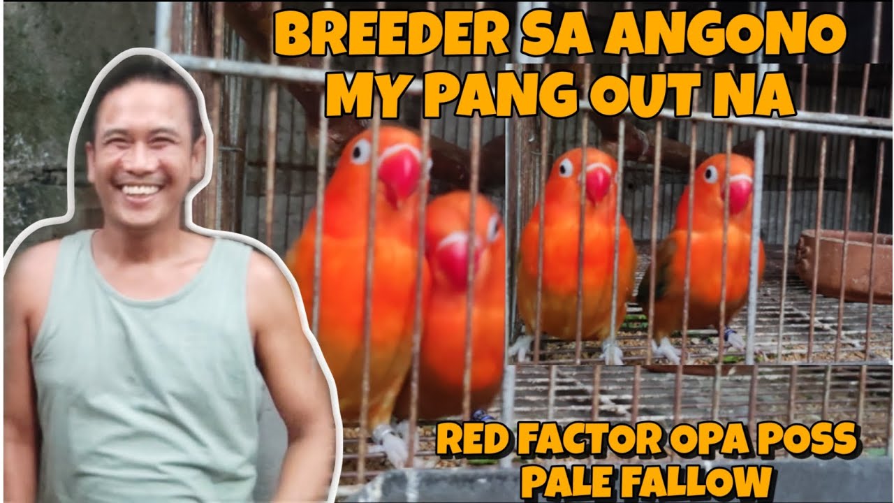 GRABE SOLID ANG RED FACTOR OPA NI SIR MAG KANO KAYA ITO #africanlovebird #lovebirds #redfactor