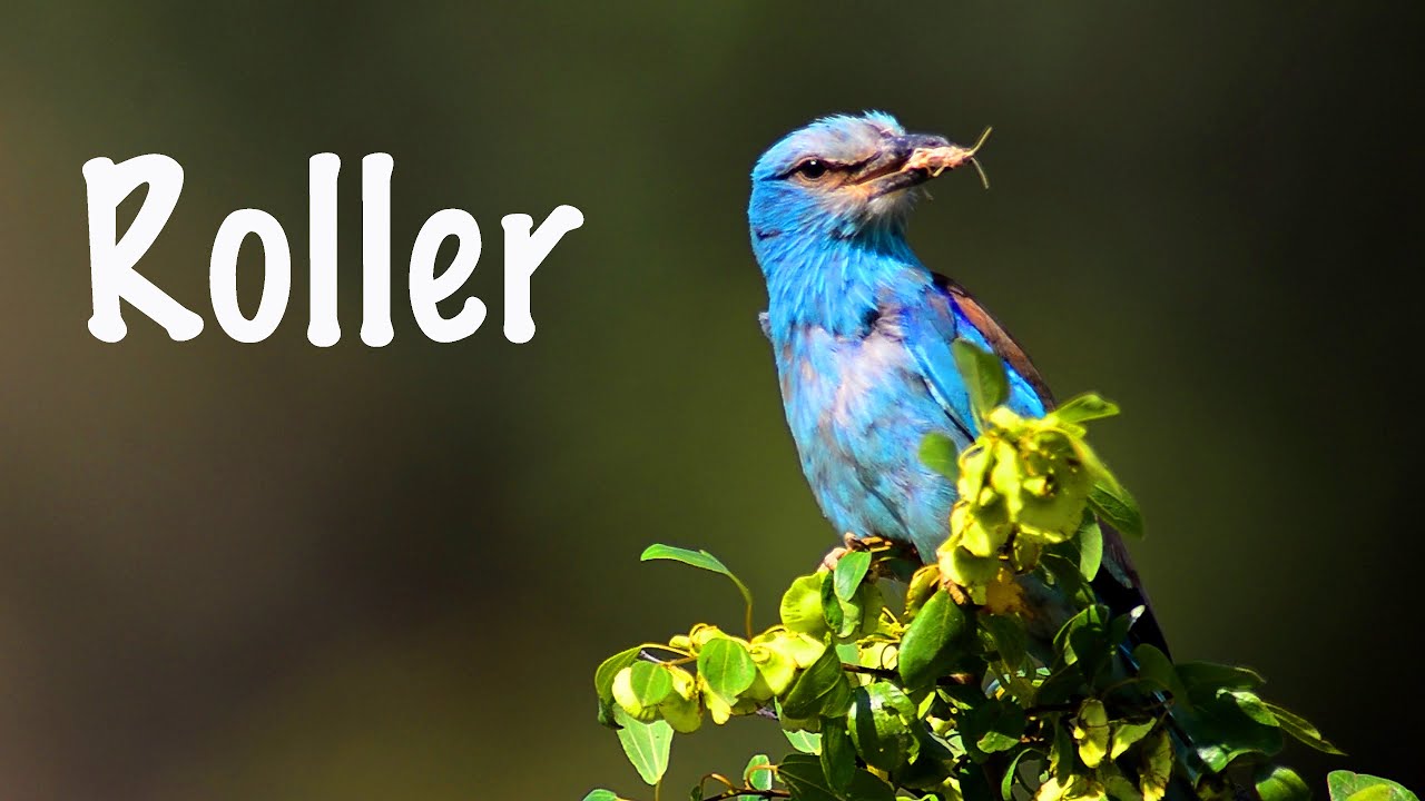 European roller: life in the sand, in a tree, in a birdhouse | Film Studio Aves
