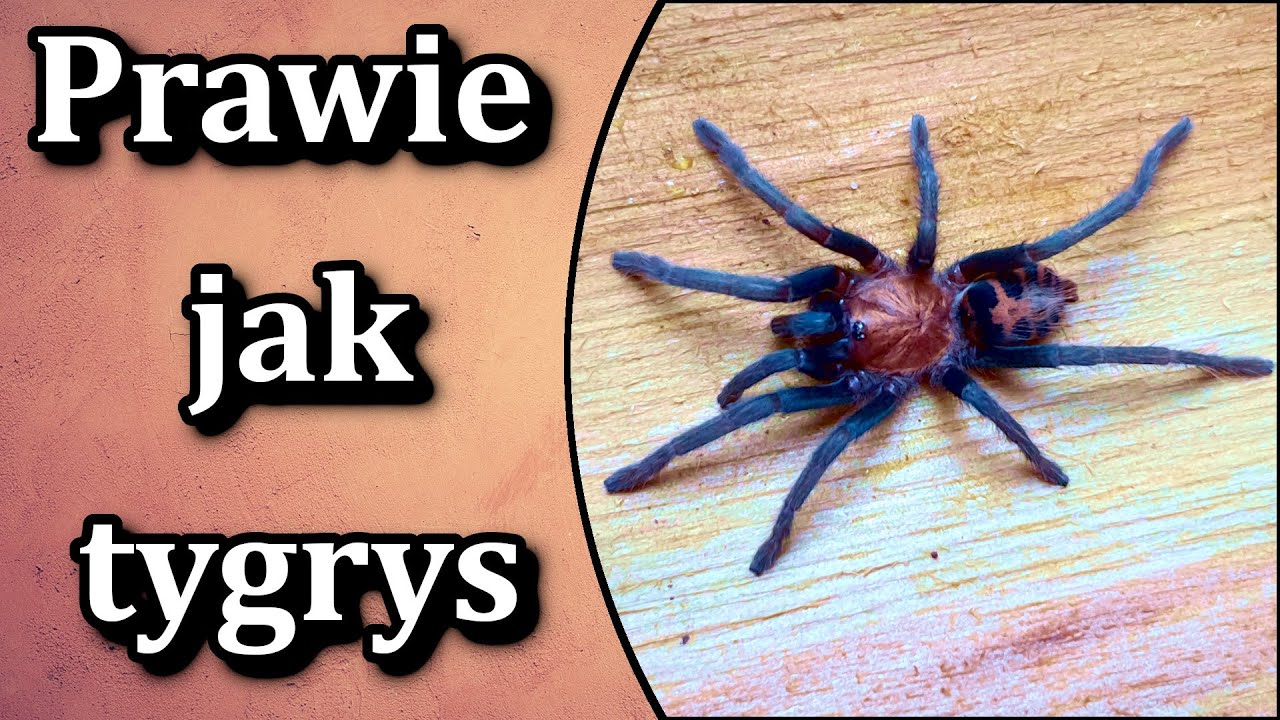 Zr&oacute;bmy sobie update i przeprowadźmy ptasznika. Davus pentaloris #2