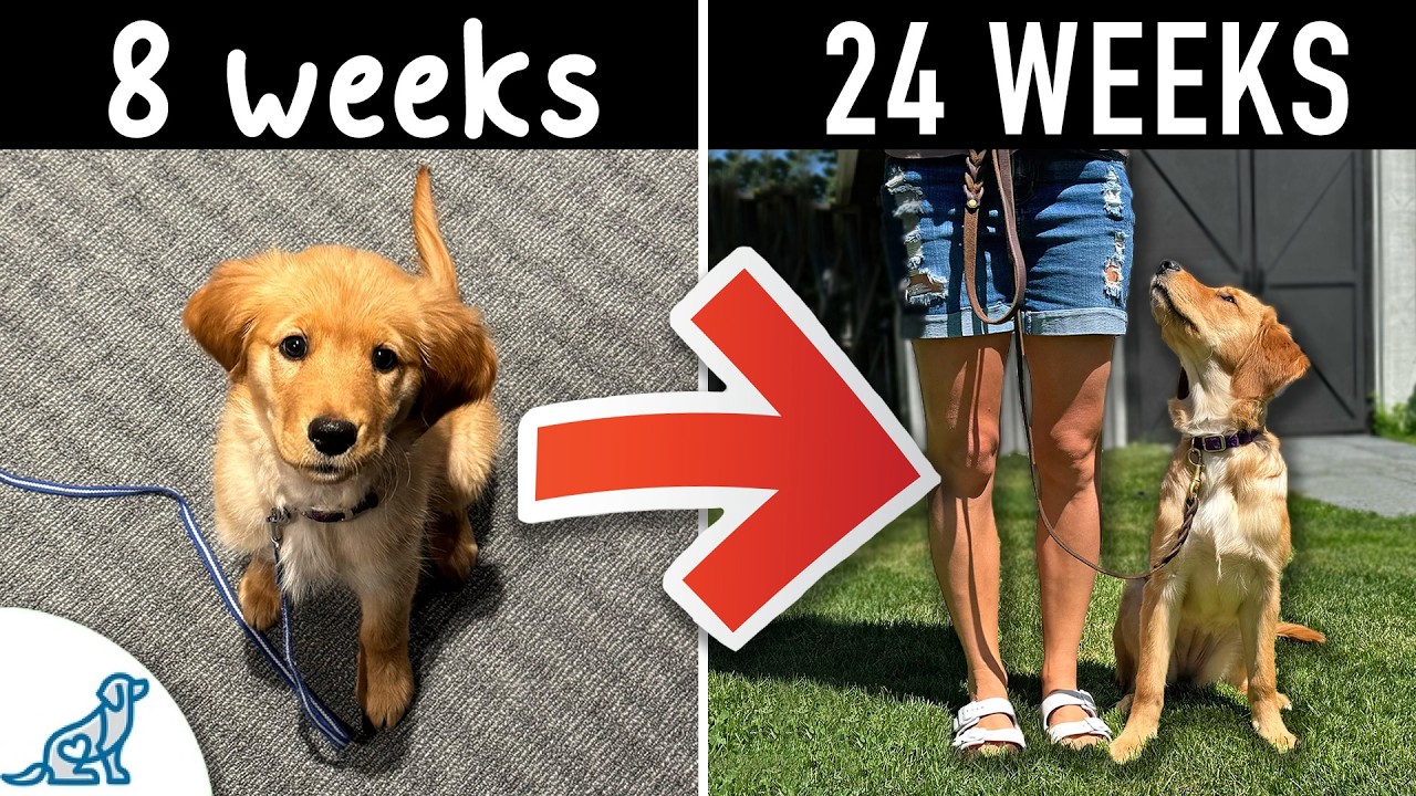 Your Step-By-Step Puppy Training Schedule (By Age)