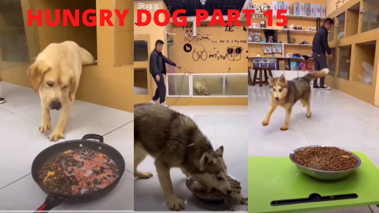 Hungry dog part 15
