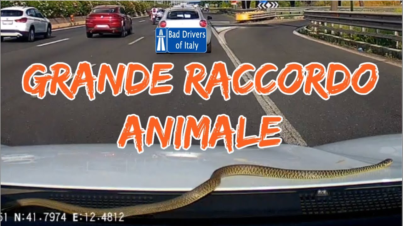 BAD DRIVERS OF ITALY dashcam compilation 8.17 - GRANDE RACCORDO ANIMALE