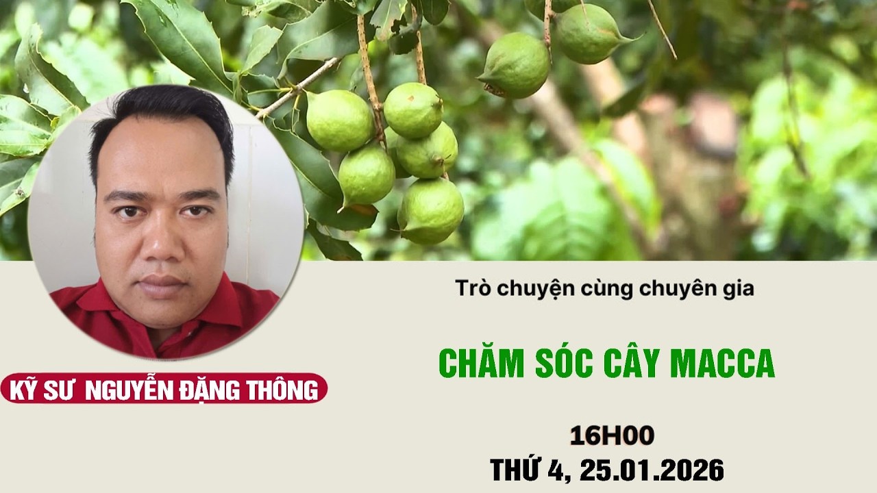 Chăm sóc cây macca | Chuyện nhà nông | Livestream 25/02/2026