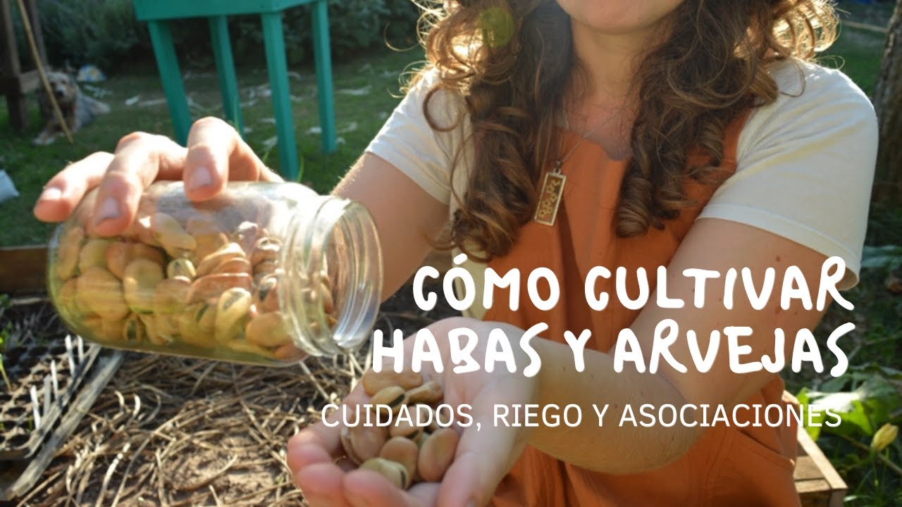 Cómo cultivar HABAS y ARVEJAS | Cuidados, riego y asociaciones 🌱 | ¡1000 GRACIAS! ❤️