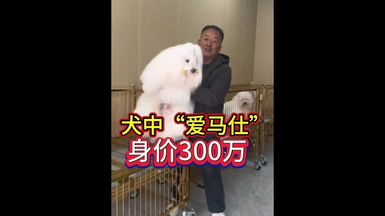 宠物市场现高价值名犬