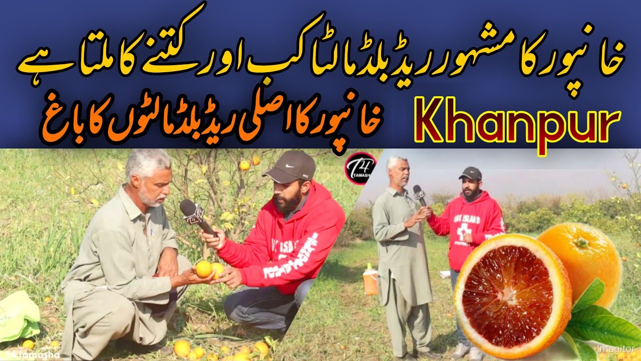 khanpur famous red blood orange | red blood malta kb or ktny ka milta hy | part 2