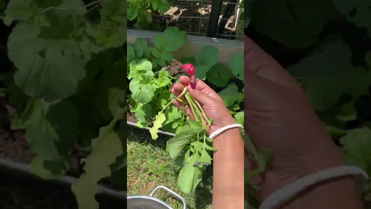 বাগানের মুলা শাক রান্না #dailyvlog #food #gardening #garden #usa #vegetables #gardener