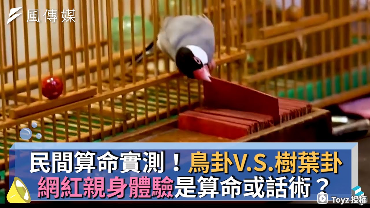 民間算命實測！鳥卦V.S.樹葉卦網紅親身體驗是算命或話術？