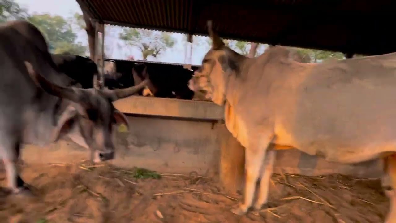 😭🐃🐃🍀🍀🐄💫🍃🍃🌿🌿🌈❤️‍🩹🥰🧐🦅🌄