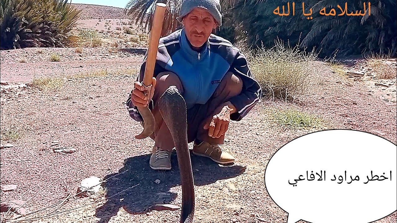 شيء غريب مع العساوي لولا الكاميرا لا رايته شاهد كيف يتكلم مع الكوبرا