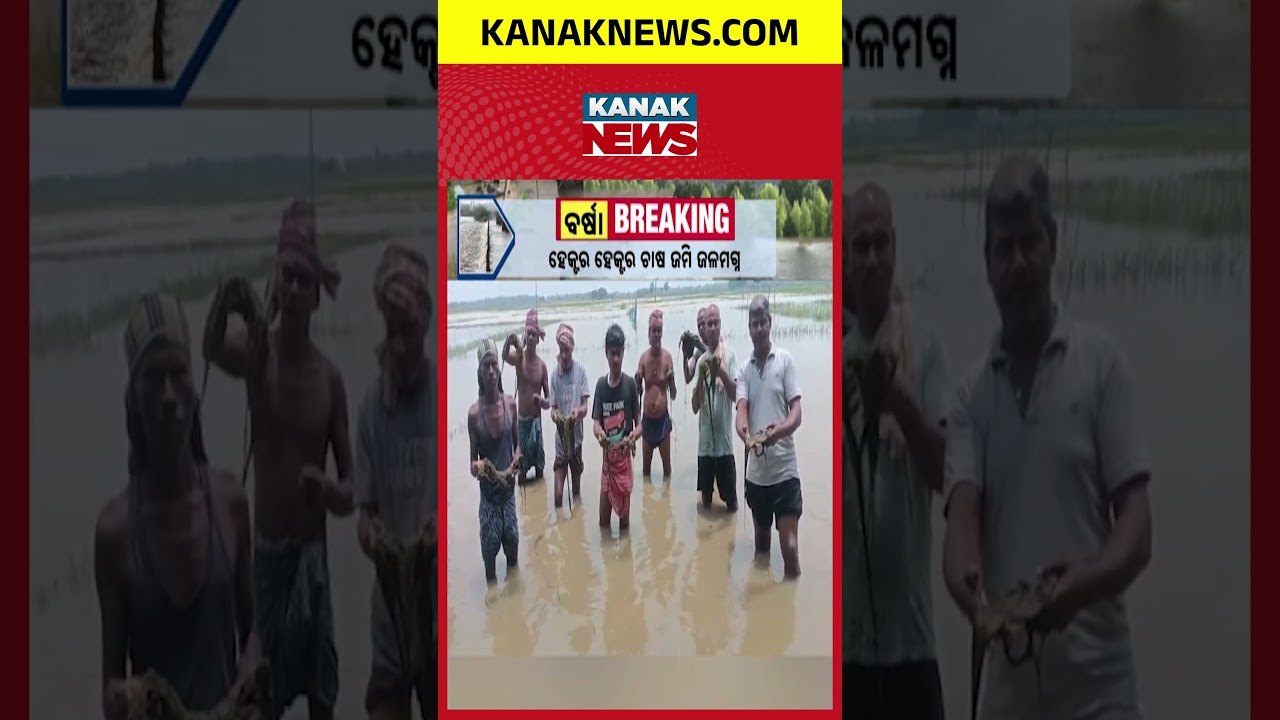 Odisha Flood Crisis | Jajpur Farmers Face Huge Crop Loss After River Embankment Breach