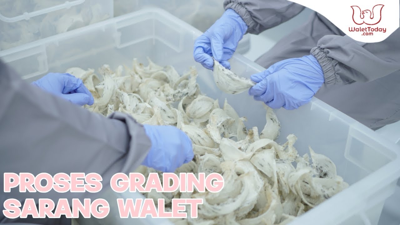 Tahap Proses Grading Sarang Burung Walet
