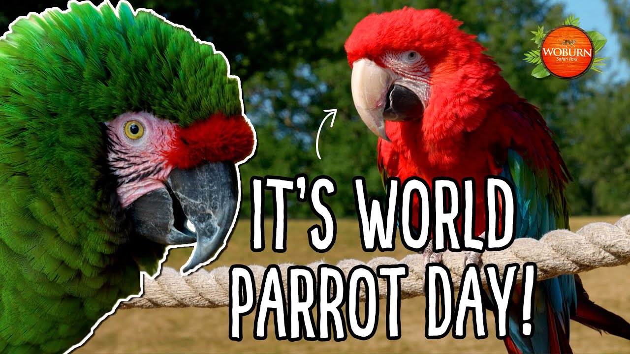 Happy World Parrot Day! 🦜🎉 | Woburn Safari Park