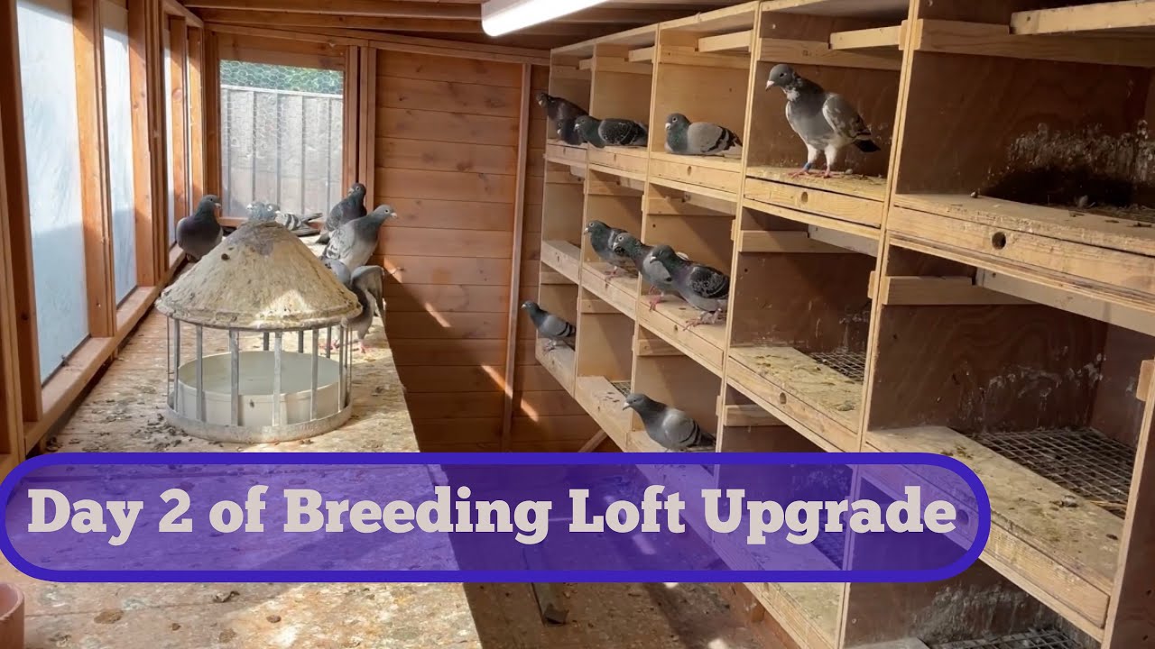 New breeding loft for pigeons. Day 2