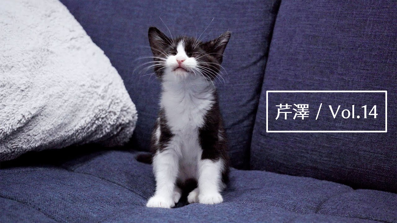 保護猫｜主に飽きて新たなおもちゃ「梱包材」で遊ぶ子猫｜疲れてソファで就寝