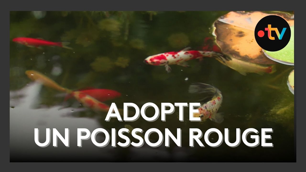 Poissons rouges à adopter : un succès à Saintes