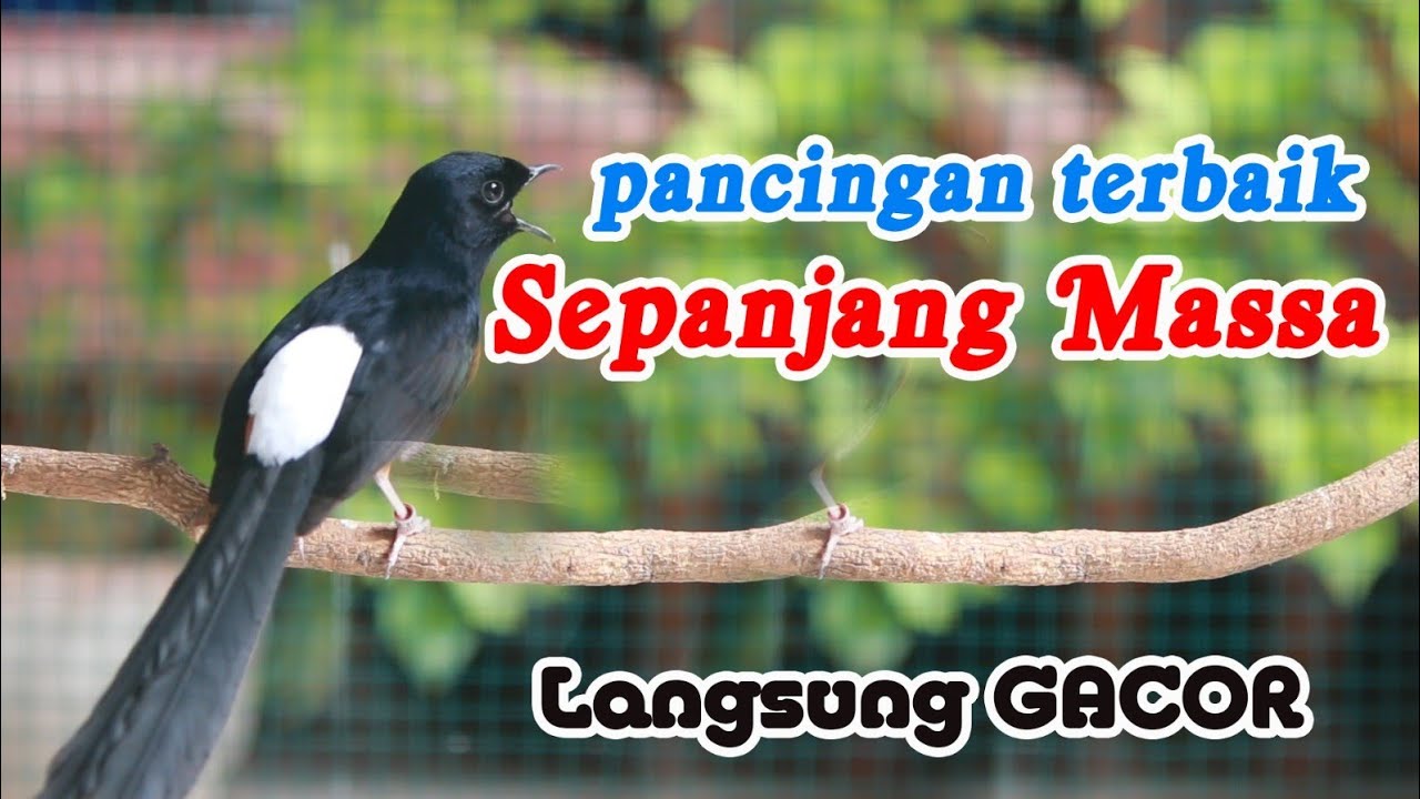 PANCINGAN PAGI MURAI BATU BONGKAR ISIAN CILILIN , 100% EFEKTIP BUAT MURAI BATU MALAS JADI GACOR