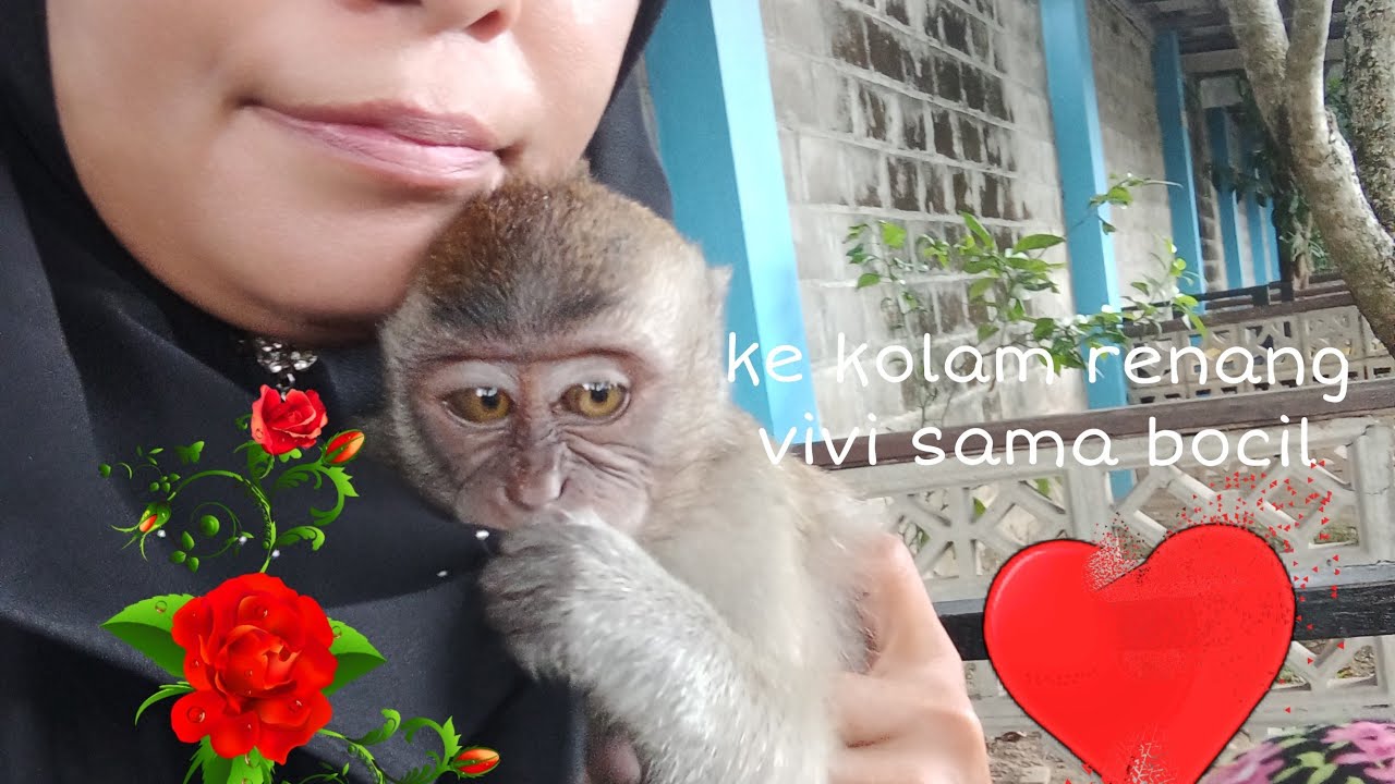 bocil ajak monyet vivi ke kolam renang GOR pangsuma pontianak
