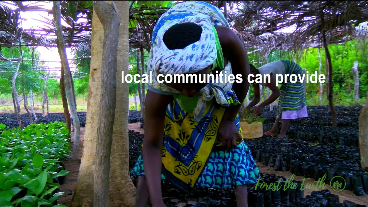 FOREST THE EARTH PLANTING PROJECT FOCUS- KENYA