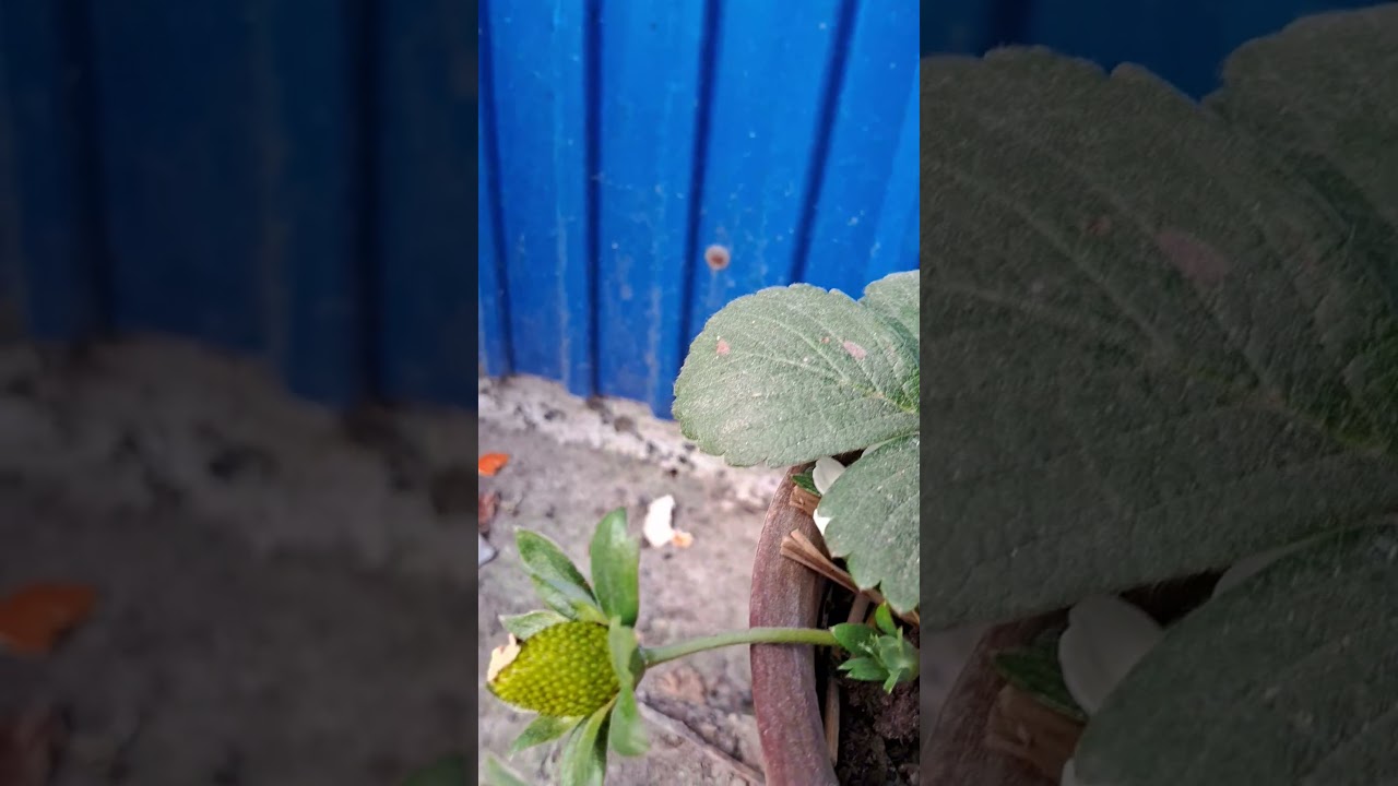 Strawberry 🍓 Fruits 