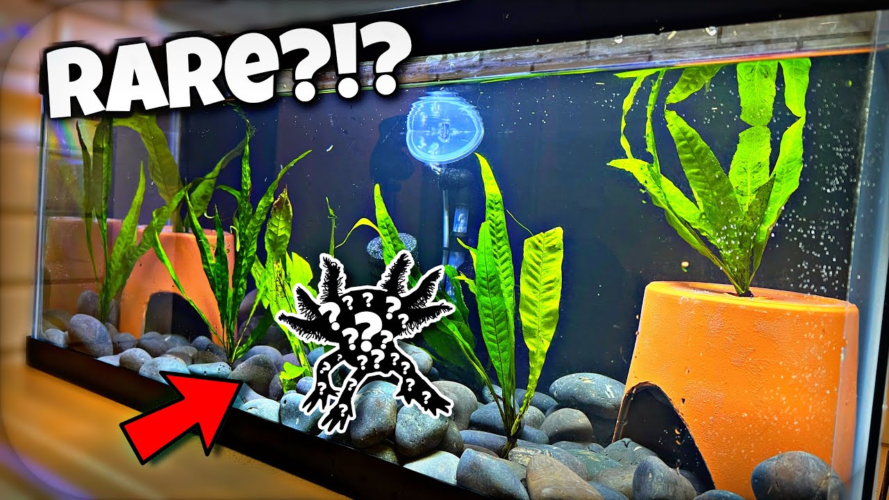 Rare Axolotl Aquarium Setup?!?!