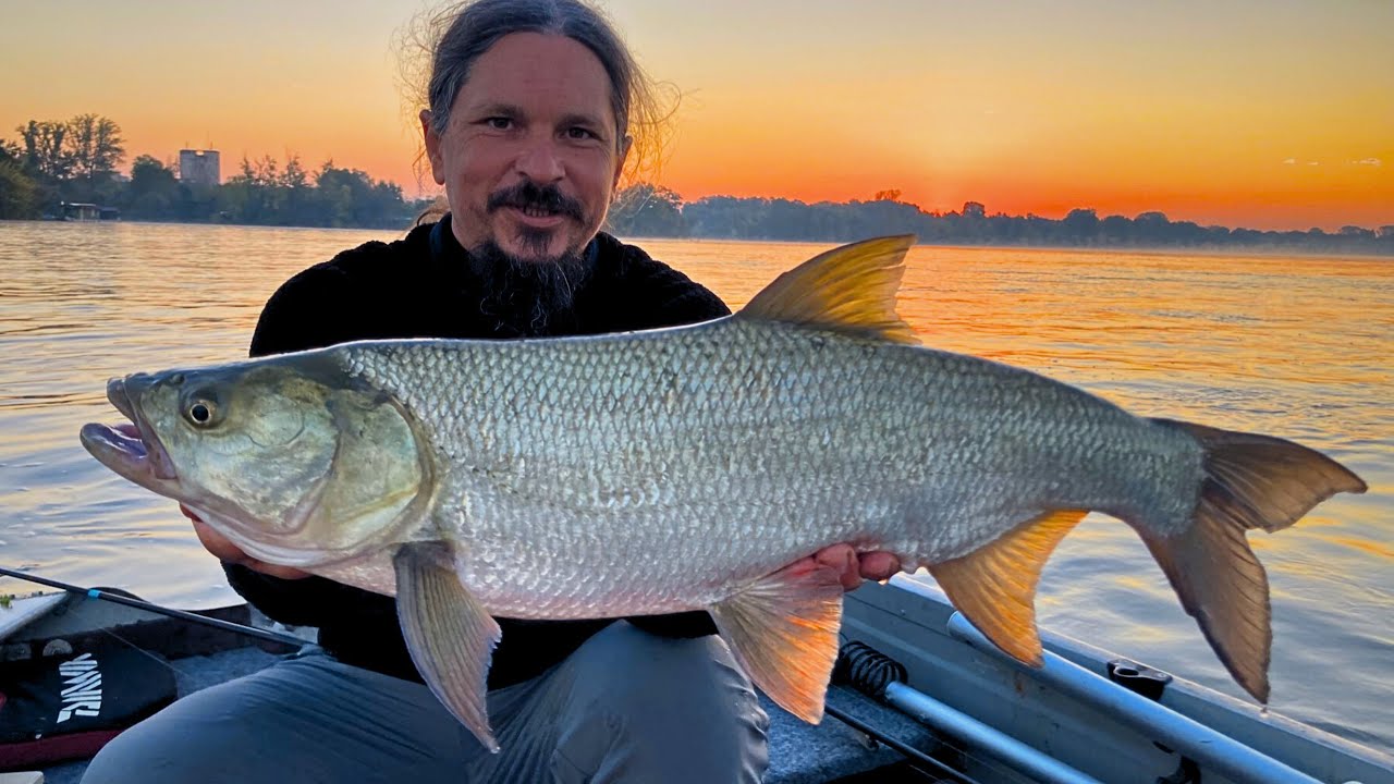 INSANE Morning Spinning for Asp on the Mantova Lake