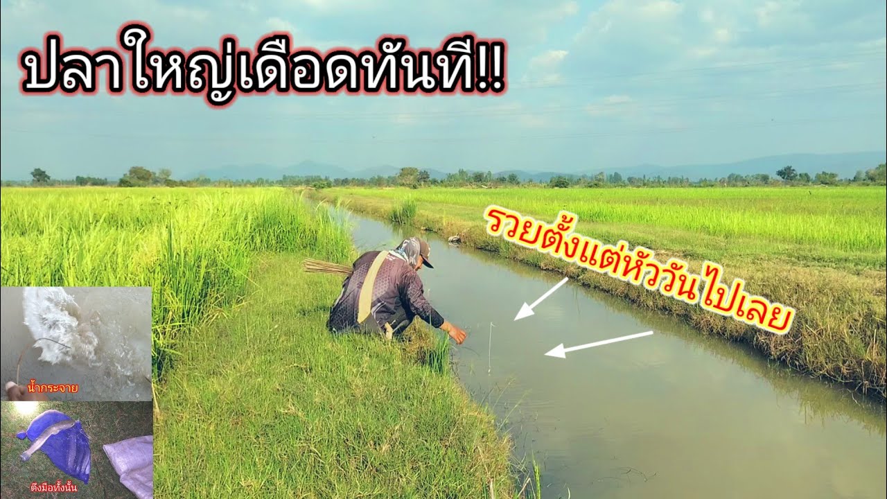 ปักปุ๊บเดือดทันที!!ปักเบ็ดปลาคลองกลางทุ่งนาที่ปลาชุมมากๆรวยปลาใหญ่ตั้งแต่หัววัน