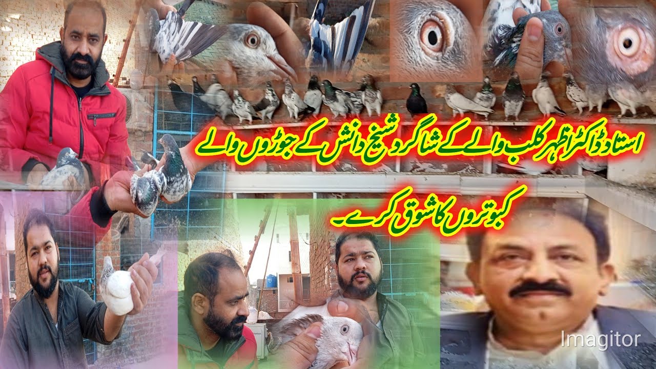 استاد اظہر کلب والے کے شاگرد شیخ دانش کے جوڑوں والے کبوتروں کا شوق کریں۔