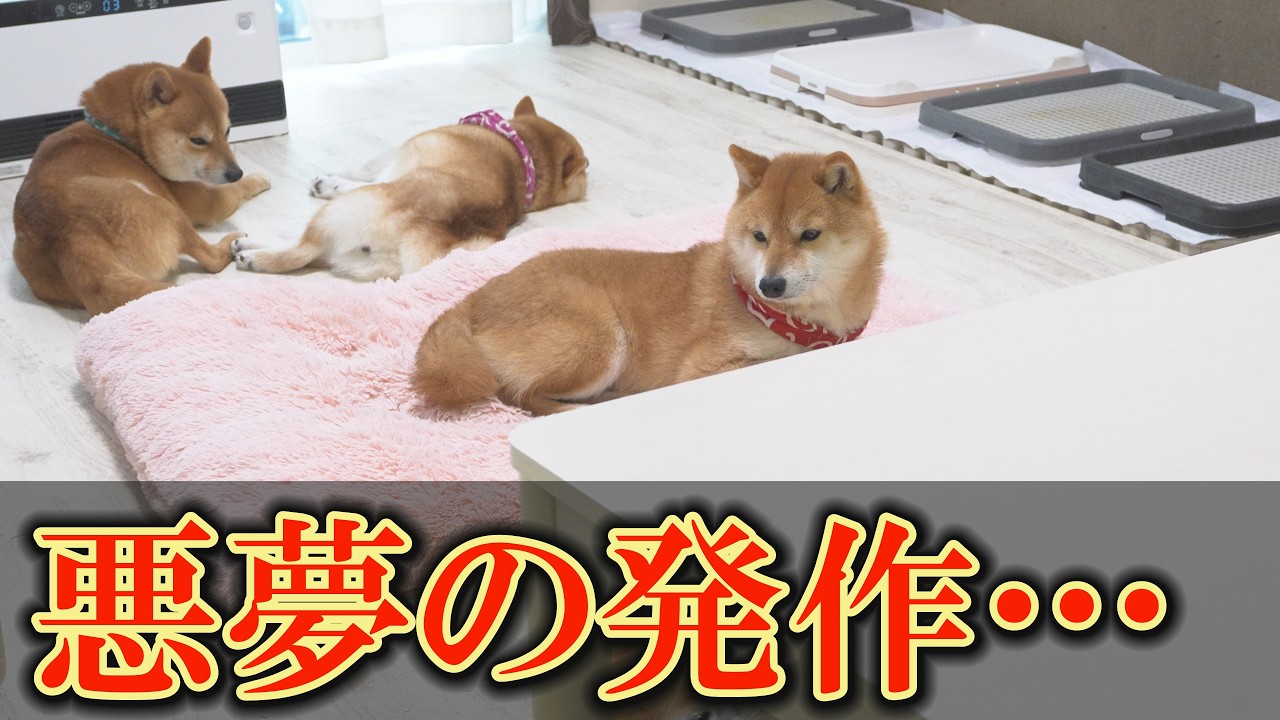 退院したばかりの柴犬のてんかん発作が８時間止まらず、パニックになりました・・・