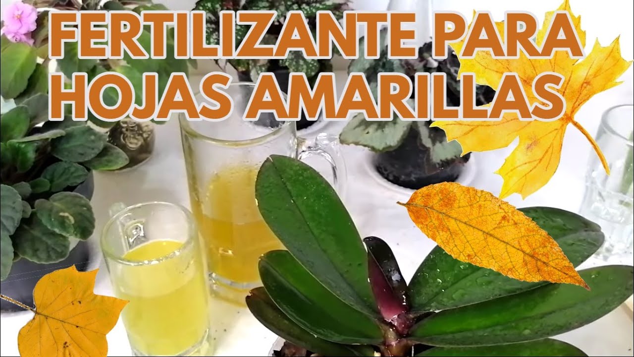 fertilizante orgánico para hojas amarillas remedio casero CHUYITO JARDINERO