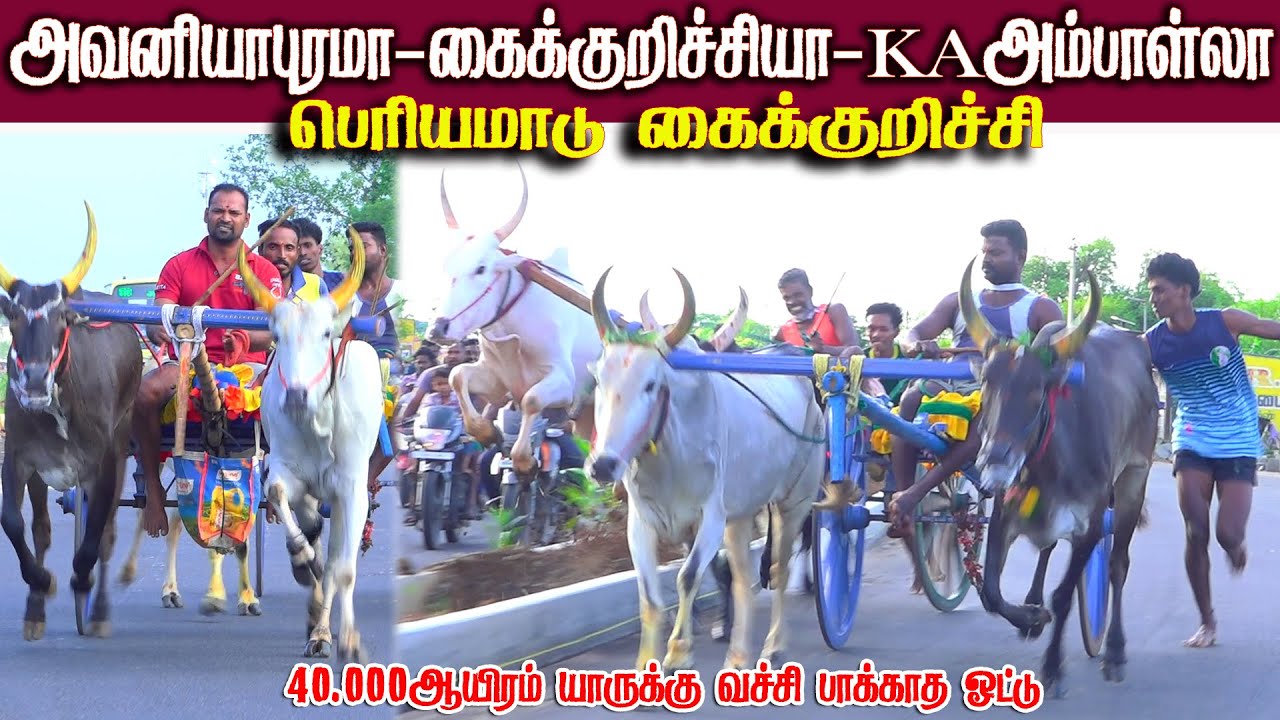 கைக்குறிச்சி பெரியமாடு பந்தயம் 16.08.2025