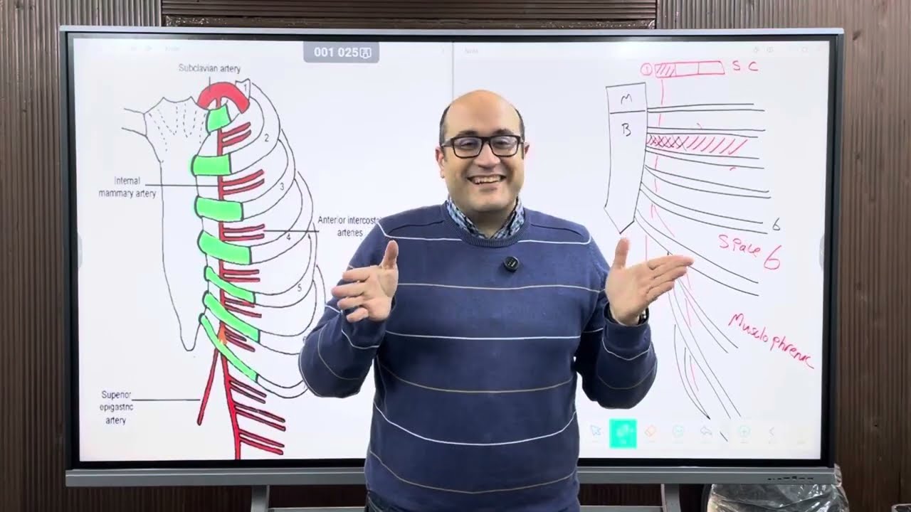 Anatomy Dr.Haitham Arteries of the thoracic wall اولي بشري أ.د/ هيثم عبدالسلام 