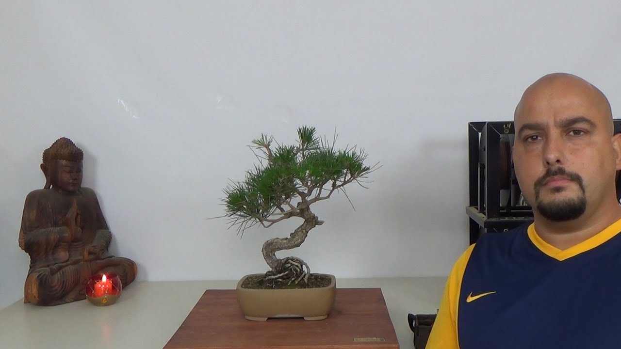 Diseñando Pinus Thunbergii