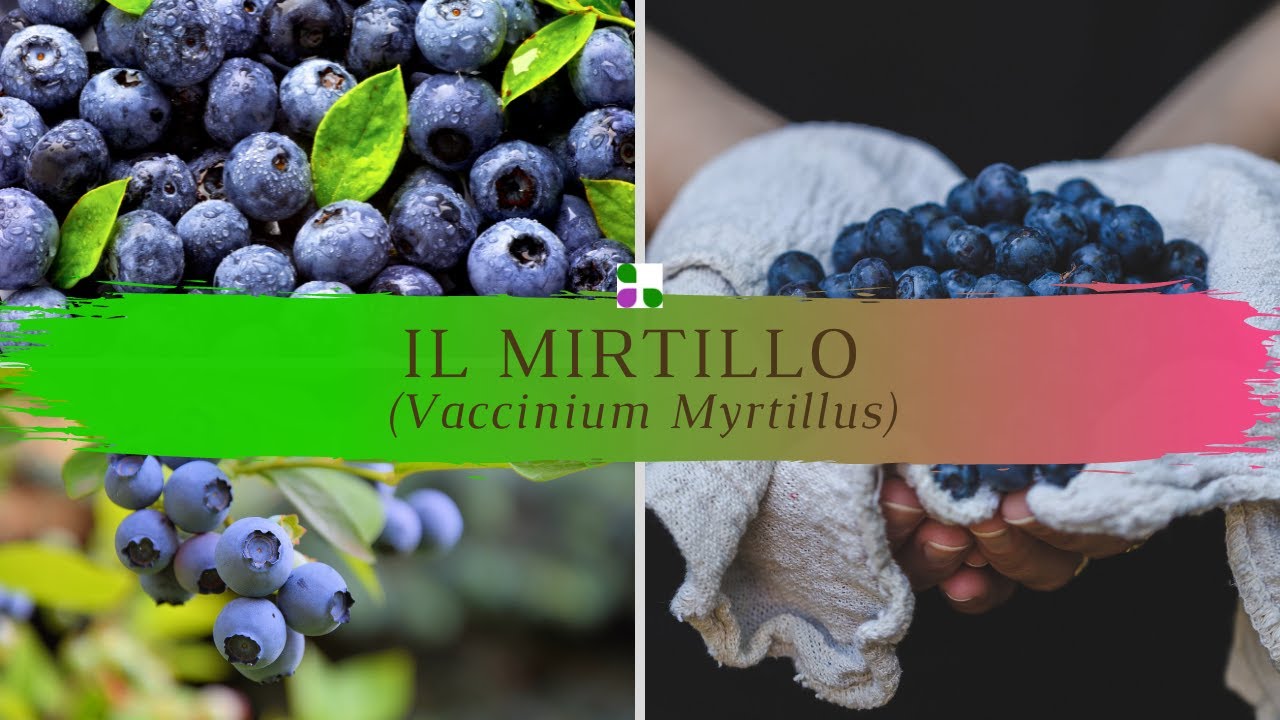 Il mirtillo (Vaccinium myrtillus): caratteristiche e propriet&agrave;