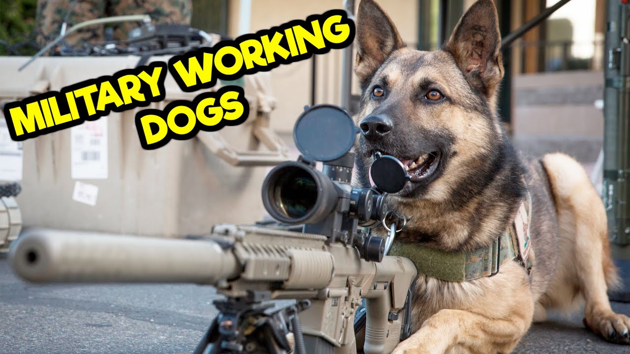 WHAT ARE THE DIFFERENT TYPES OF MILITARY WORKING DOGS?