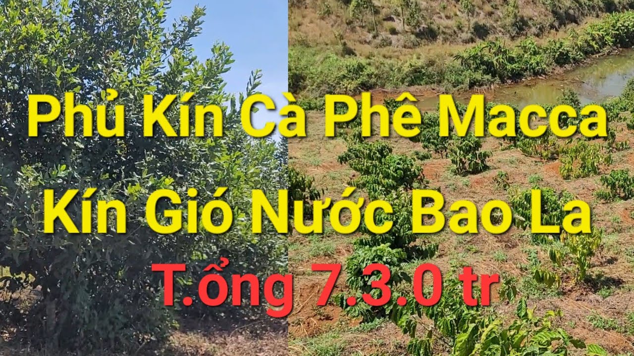 (Số 34)Vườn Cà Phê,Macca Cho Thu Nước Bao La Kín Gió #nhadatdaknong #nhadat#bđs #muabandatgiare 