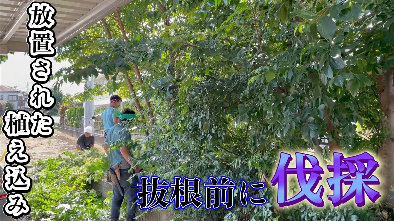 苦情の入っている植え込み伐採対応します