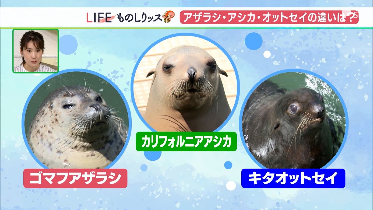 わかります？アザラシ、アシカ、オットセイ　水族館の人気者の違いを調べてみた！【ものしりッス】