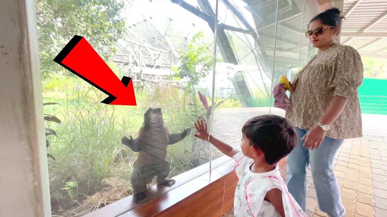 વાંદરા સાથે વાતો : Jungle safari અને Glow garden || Gujarati vlog