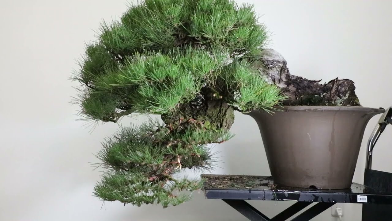 Koji Hiramatsu Takamatsu Bonsai Channel Big Cascade