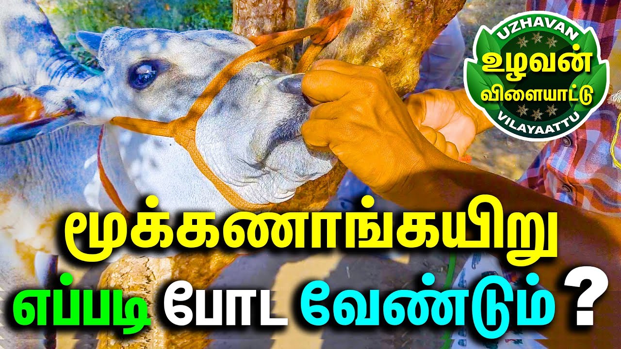 மாட்டுக்கு மூக்கணாங்கயிறு ஏன், எதற்கு, எப்படி, எப்போது போட வேண்டும் ? || Venthan Cattle Farm, Muthur