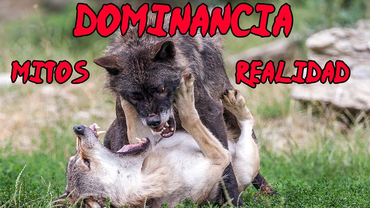 Dos expertos hablan sobre perros dominantes, sumisos y el macho alfa