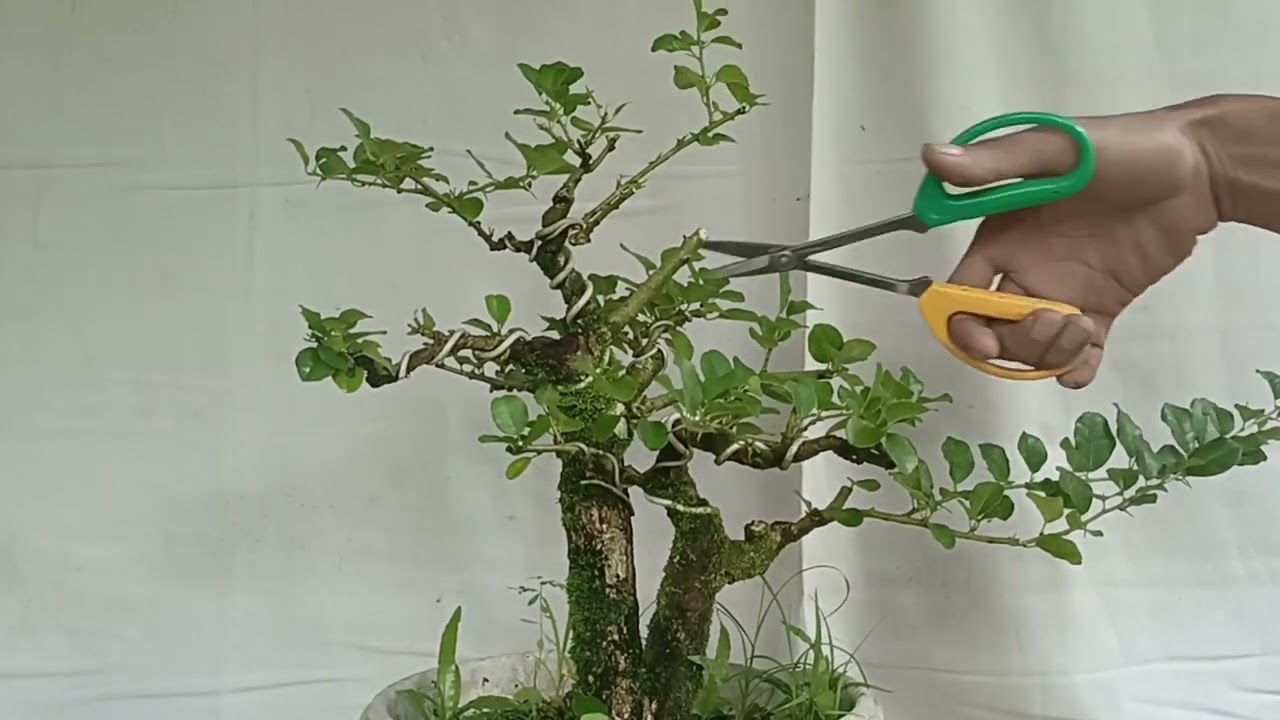 KONSEP ULANG BONSAI SISIR KALIAGE || STREBLUS ASPER
