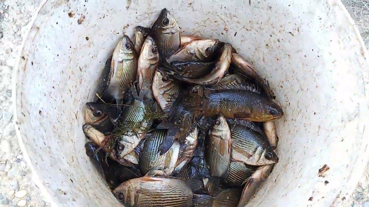 ALHAMDULILAH BAROKALLAH MESKI YANG DICARI IKAN BULAN BULAN DAPAT NYA IKAN GABUS