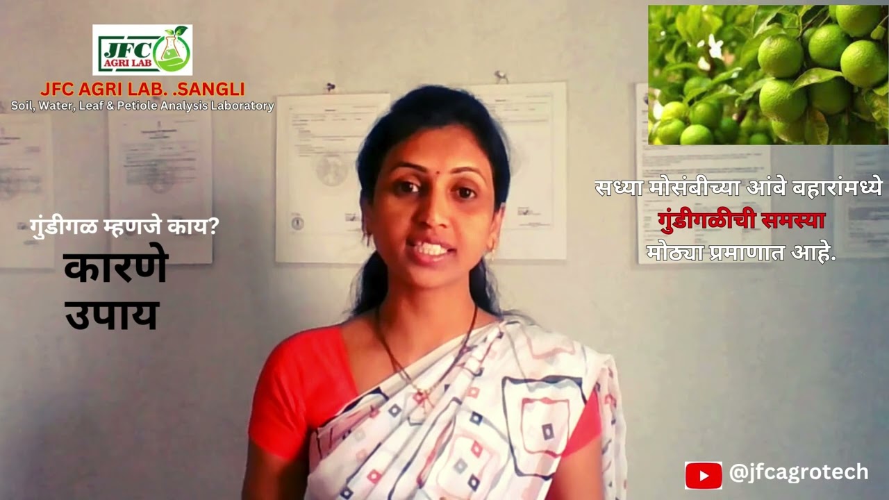 JFC AGRO TECH.SANGLI  मोसंबीच्या आंबेबहारांमध्ये गुंडीगळीची समस्या मोठ्या प्रमाणात आहे .कारणे व उपाय