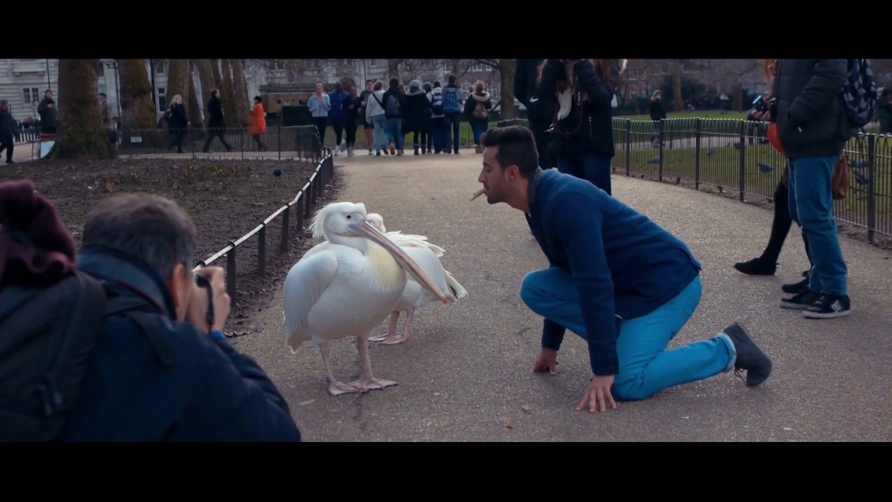 Pelicans and tourists in St James Park