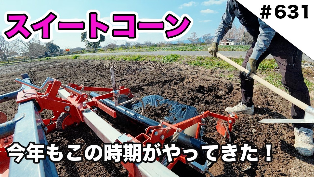 スイートコーン準備　今年もフェス開催します！