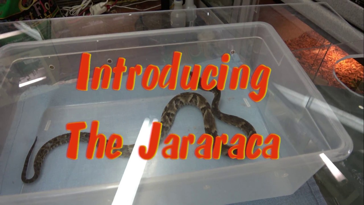 Introducing The Jararaca