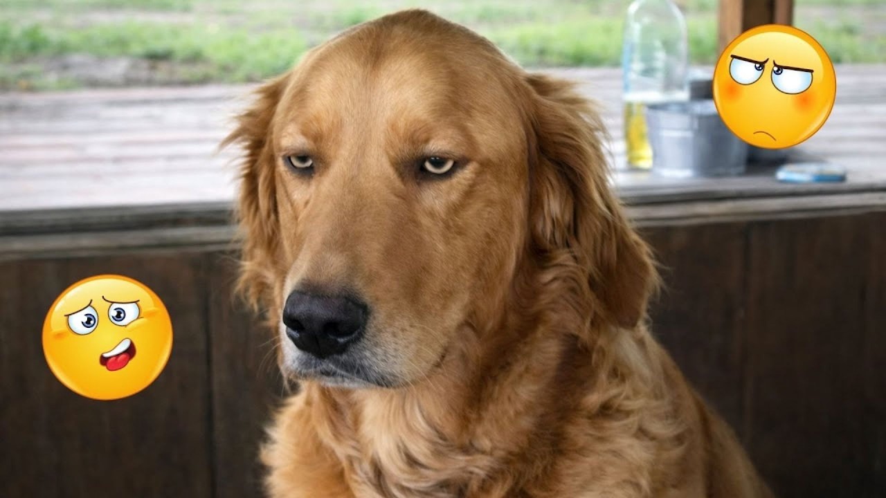 These Dog Videos of the Year Will Make You Laugh Way Too Hard 😂🐶